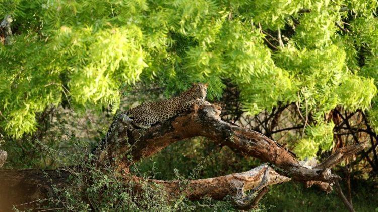 Yala Leopard Mobile Camp Hotel Kültér fotó